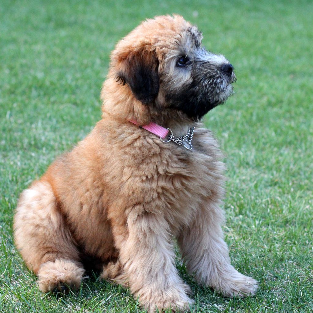How to train a soft coated wheaten terrier puppy